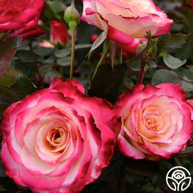 All Roses - No Bundles